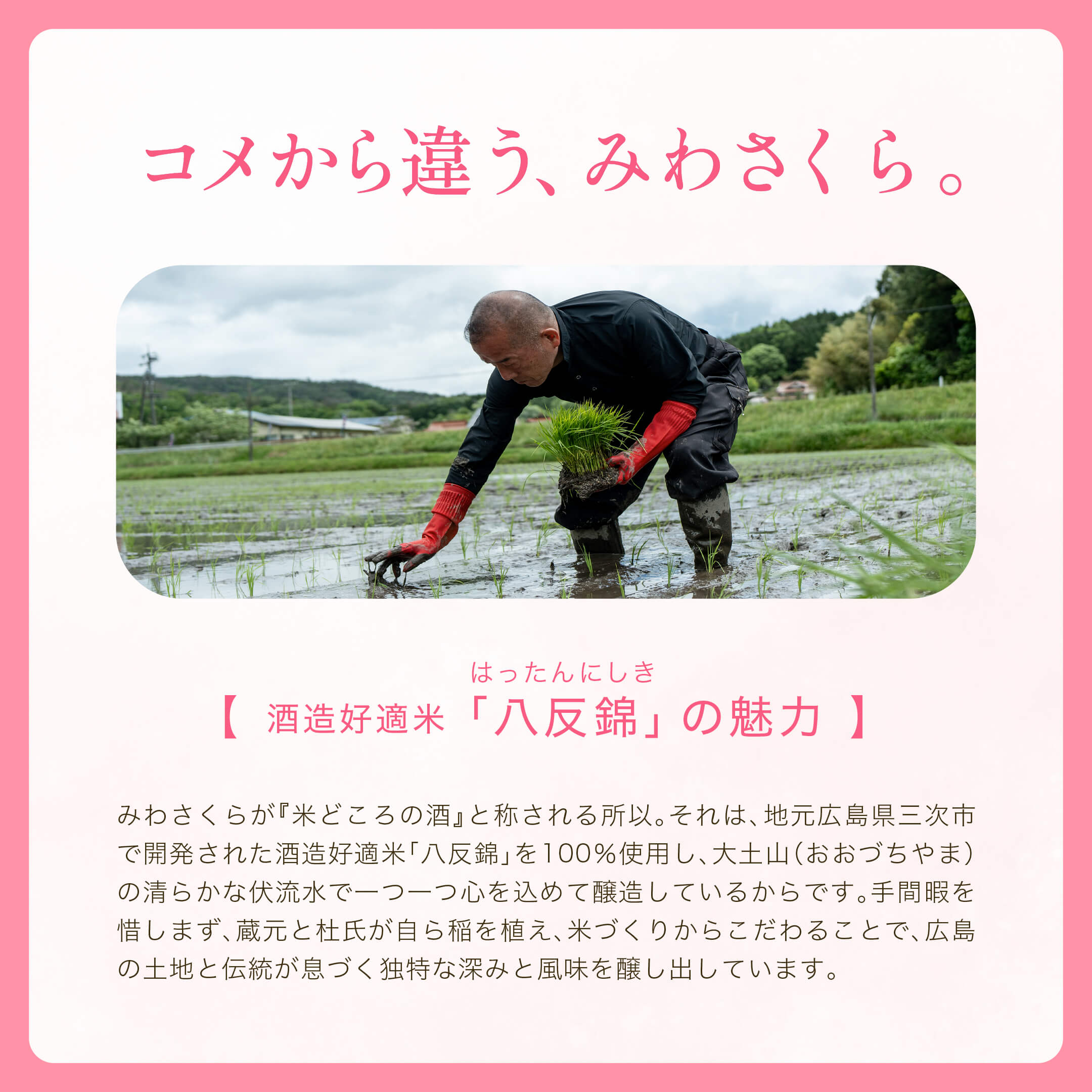 純米酒 みわさくら 2本 (化粧箱付)